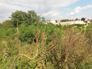 Bushes in the cemetery_Szydłów_2019