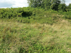 Bushes in the cemetery_Szydłów_2019